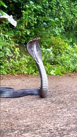 Terrifying Cobra Attack Caught on Camera #snakevideo #snakelovers #naturelovers