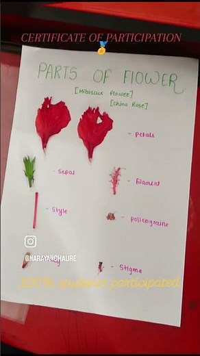 Parts of a Flower Explained Through Dissection | Hibiscus Practical.