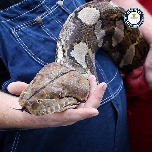 2.2M views · 1.3K reactions | The longest snake - ever - in captivity...
