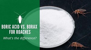 Boric Acid vs. Borax for Roaches: Which is More Effective?