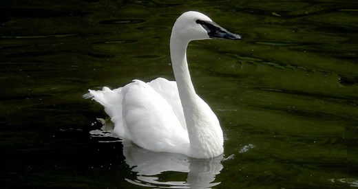 Trumpeter Swan Identification, All About Birds, Cornell Lab of Ornithology