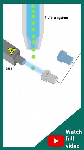 FACS explained in 1 minute | Fluorescence-activated cell sorting (FACS) | 1 minute biotechniques