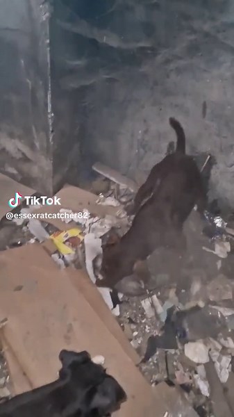 Rat Catching Adventure: 17 Big Rats Caught on Camera