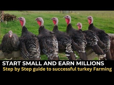 Turkey Farming success| Key secrets you need to know.