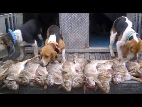 2 HOURS Hunting RACCOON, SQUIRREL, & SWAMP RABBIT With Dogs!! CAMP COOKING our Catch