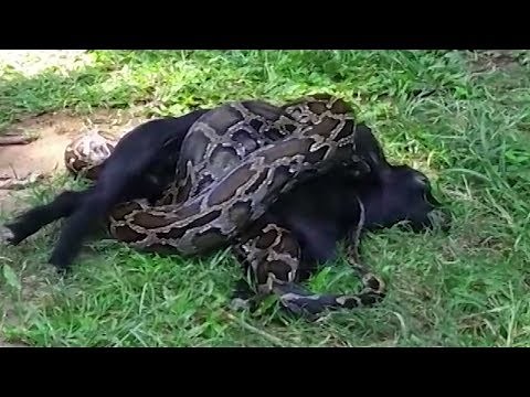 Man attempts to save goat from clutches of python