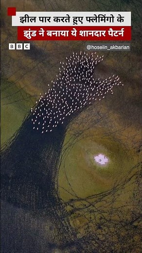 Flamingo का झुंड पार कर रहा था झील, बनाया ये शानदार पैटर्न #flamingo #lake