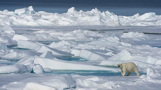 Characteristics of Antarctica and the Arctic - Polar environments - OCR - GCSE Geography Revision - OCR - BBC Bitesize