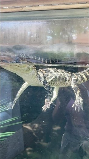 Baby alligators hatch from eggs that their mother hides in a warm, grassy nest.