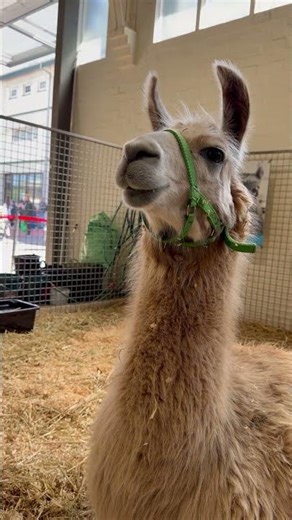 Meet the Cutest Llama Ever! 🦙💛