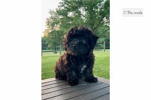 Havapoo for Sale | Puppies | Pawrade.com