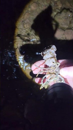 catching crawdad with bare hand and crawdad has eggs