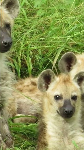 Meet the Hyena Pups of Kruger National Park #wildlife #shorts