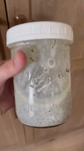 How to Make Chia Seed Pudding | Eating Bird Food