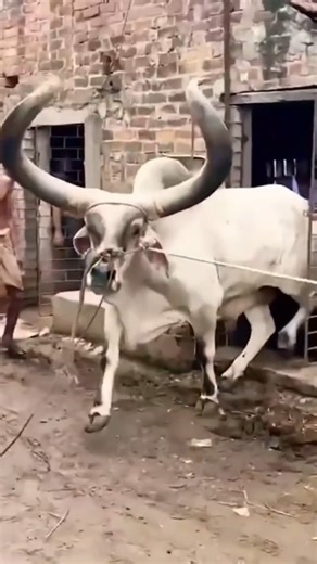 Before Vs After Animals Transformation | Animals growth journey #animals #pets #cow