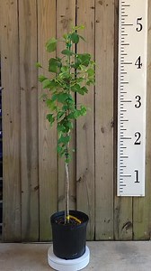 Ginkgo Tree (male) | Gingko Biloba | Maidenhair Tree | Quart, 1 & 3 Gallon Tree |free Shipping - Etsy
