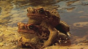 Culinary Cane Toads?