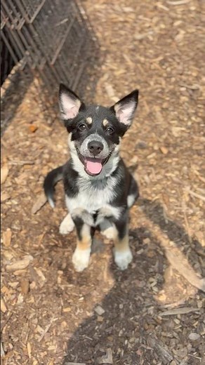 We have so many adorable puppies for adoption! Come meet them today at SPCA Westchester ❤️