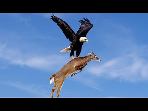 WoW!! Amazing Eagles Hunting!!!