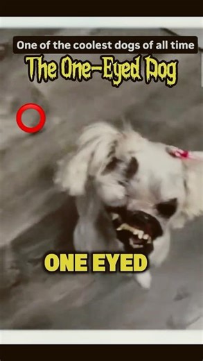 Weirdest 7 Dogs You’ll Ever See 😱🐕 #animals #dogs #shorts