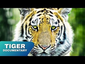 The Secret Life of Tigers 🐅 | Ultimate Wild Tiger FULL Documentary