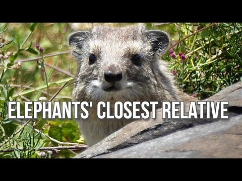 Hyrax: Cousin of the Elephant