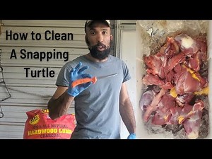 How to Clean a Snapping Turtle with Just a Knife