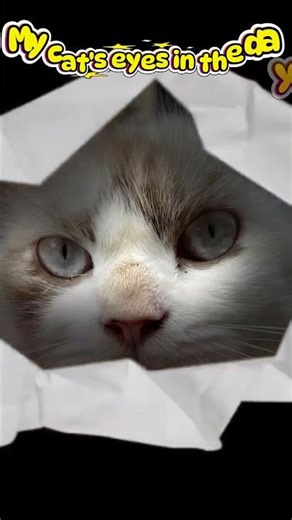 Watch the Amazing Transformation: Cat Eyes #catshorts #catwatch #catlike