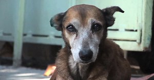 60 reactions · 2.6K shares | People see me as a nuisance. How do you see me? Help save dogs and other animals from cruelty! | World Animal Protection US | Facebook