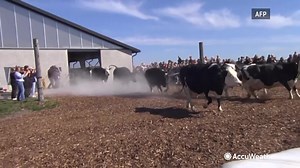 17K views · 882 reactions | Dairy cows jumped in excitement as they headed out to the pastures for the first time after a long, cold winter.  https://trib.al/gvy5Pa0 | AccuWeather | Facebook