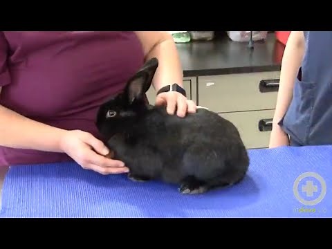 Exam Tips for Handling Rabbits