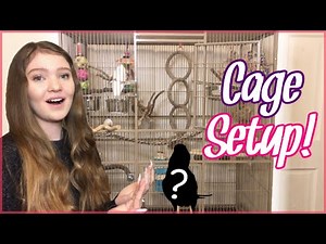 Bird Cage Setup for Budgies, Parakeets, Parrots, & More