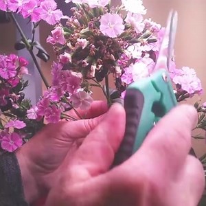 17 reactions | Tip: Deadheading is the process of removing spent flowers so that the plant does not waste energy turning those flowers into seeds, instead using that energy into new blooms. | AeroGarden | Facebook