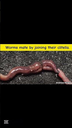 Life cycle of earthworm |cocoons #facts