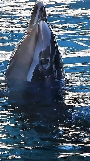 The Secret Lives of Smiling Dolphins 🐬✨ #dolphins #dolphinfacts