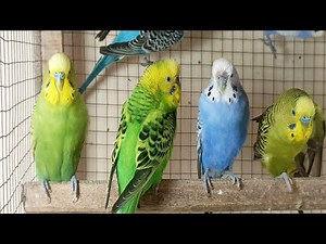 12 hr Budgie Sounds for Lonely birds to make them happy