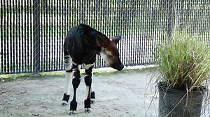 16K views · 777 reactions | Happy World Okapi Day! Meet Beni, an okapi calf born this summer at Disney’s Animal Kingdom Lodge. Beni is named in honor of a town in the Democratic Republic of the Congo, the only country where endangered okapis are found. | National Geographic History | Facebook