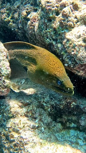7K views · 283 reactions | Meet the Moray Eel ! The Moray Eel is a...