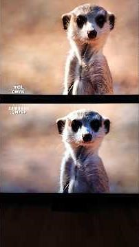 TCL QM7K VS SAMSUNG QN70F Blackfriday Value TV Battle!