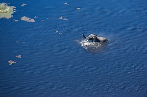 1.3K views · 80 reactions | "Every action I take, and every day in Great Plains, we look to elephants for guidance. They embody dignity, grace, and respect for each other and everything else in nature, even the trees they prune and manage ... They are our guides, and when the world goes crazy, I, like many others today and in the past, find solace in nature with these great teachers." – Great Plains CEO Dereck Joubert⁣⁣ | Great Plains Conservation | Facebook