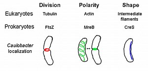 Cytoskeleton - Definition, Function, Structure and Location