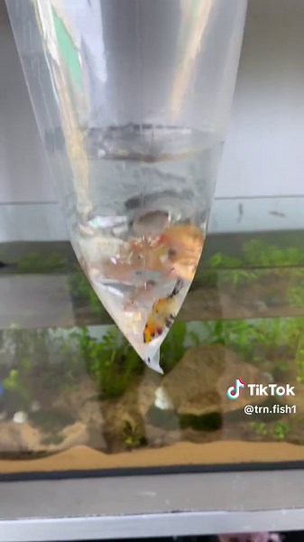 Hốt vài em cá vào hồ thuỷ sinh mới làm #Tranfish #pet #fish #aquarium #thuysinh