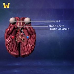 I spy, with my little eye, the lateral geniculate nucleus! Take a peek inside your brain and discover the science behind how you see—now on our YouTube channel. http://ow.ly/arpK50MUYfi | The Great Courses
