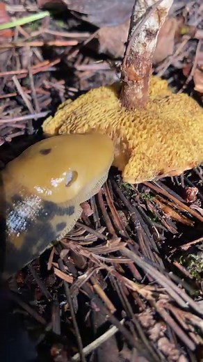 Banana Slugs (Ariolimax sp.) are impressively large terrestrial slugs known for their yellow coloring, but they can exist in a spectrum of shades from bright banana yellow, to greenish, to brown, to spotted, to almost black. Color can be an indication of subspecies, habitat, age, diet, light exposure, temperature, and moisture..Banana slugs are equipped with 4 sensory stalks, 2 eye stalks, and 2 chemical receptor “taste” stalks. They eat using a set of iron imbued scrapers known as a radula. The
