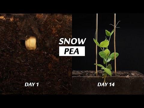 Snow Pea Germination and Growth - A 14 Day Time Lapse
