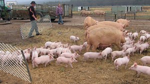Inside the World of Modern Pig Farming Practices