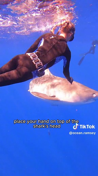 Ocean Ramsey Sharks (@ocean.ramsey) - How to Safely Redirect a Large Shark: Tips and Techniques