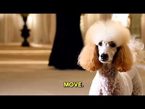 Poodle Training 101 Teach Your Poodle Basic Commands Fast!