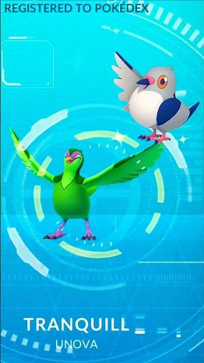 Shiny Pidove Evolution 🐦‍⬛ ✨️ #pokemon #pokemongame #shinydex #shinypokemon #shinyhunting #pogo #fyp