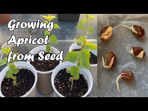 How to Grow Apricot from Seed - A Quick Guide on How to Germinate Apricot Seeds